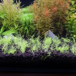 植栽から50日目　ウォーターローン